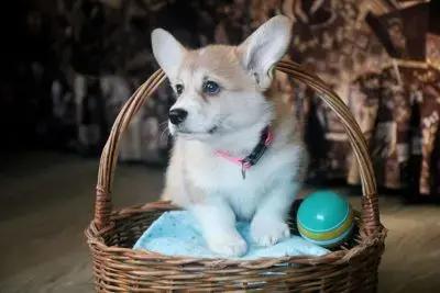 Корги щенки - Вся Беларусь - 242200 - Доска объявлений Kupika.by - Фото 2