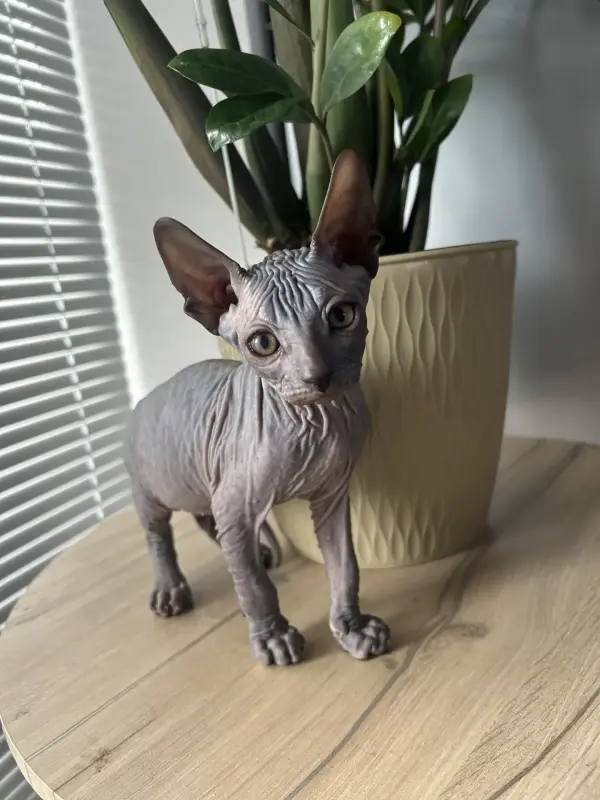 Котята канадского сфинкса