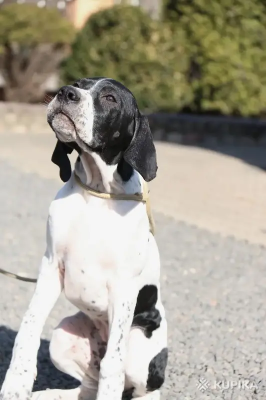 Щенки английского пойнтера - Вся Беларусь - 243444 - Доска объявлений Kupika.by - Фото 3