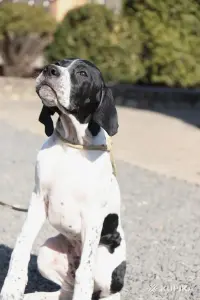 Щенки английского пойнтера