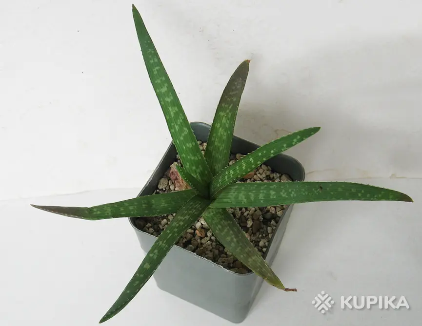 aloe vera couperose Santaverde toner sensitive – Beruhigendes Gesichtsspray main image 1