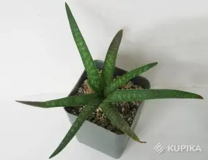 Алое Ellenbeckii (Asph.)