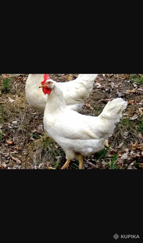 Несушки породы Леггорн