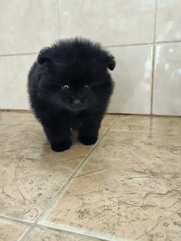 Мальчик померанского шпица