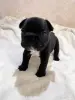 Французский бульдог - Вся Беларусь - 244352 - Доска объявлений Kupika.by - Фото 3