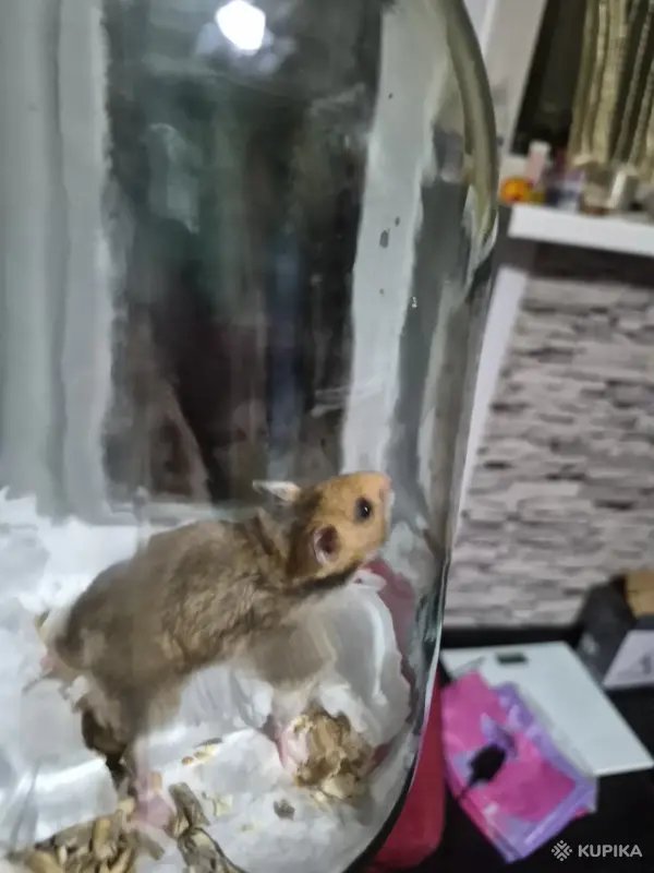 Хомяк сирийский