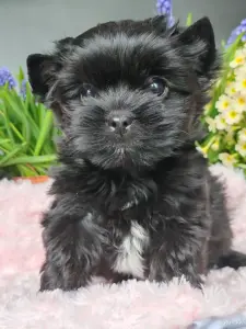 Чёрный йоркширский терьер мальчики