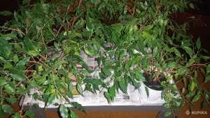 4 фикуса, 45 см высота вместе с кашпо