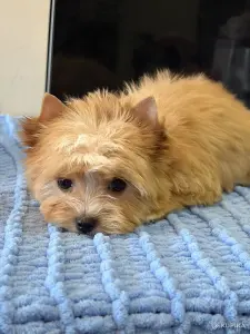 Щенки Голддаст Йорка