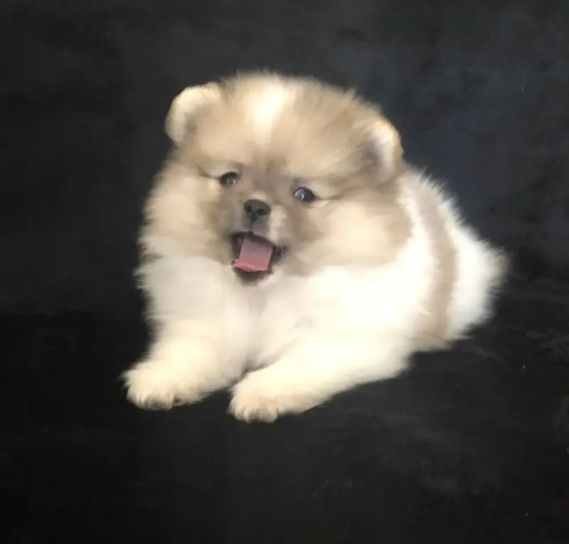 Собаки - померанский шпиц - Вся Беларусь - Фото 9 померанский шпиц - Вся Беларусь - 242040 - Доска объявлений Kupika.by - Фото 9