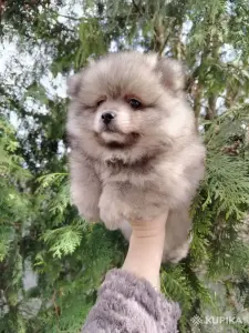Щенок померанского шпица: соболиный окрас и мордочка, как у енота!