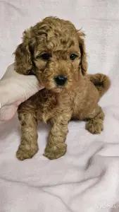 Карликовый(той) пудель