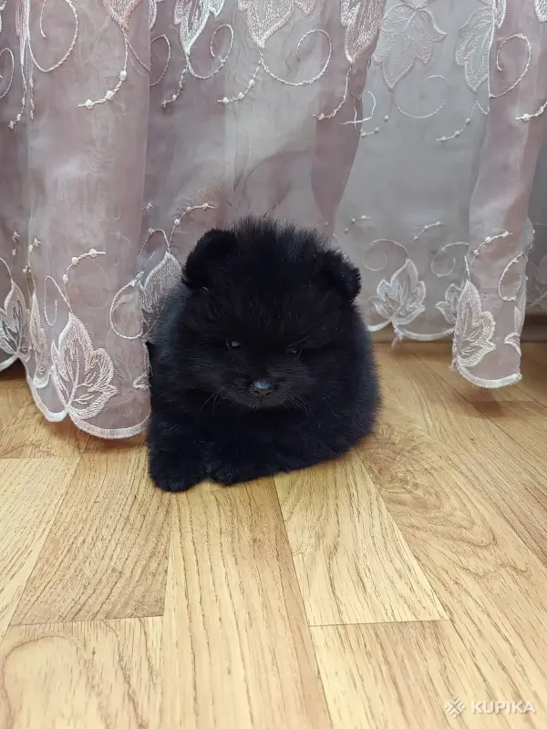 Собаки - Шпиц померанский - Вся Беларусь - Фото 2 Шпиц померанский - Вся Беларусь - 242511 - Доска объявлений Kupika.by - Фото 2