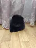 Собаки - Шпиц померанский - Вся Беларусь - Фото 2 Шпиц померанский - Вся Беларусь - 242511 - Доска объявлений Kupika.by - Фото 2