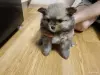 Щенки - Вся Беларусь - 243528 - Доска объявлений Kupika.by - Фото 4