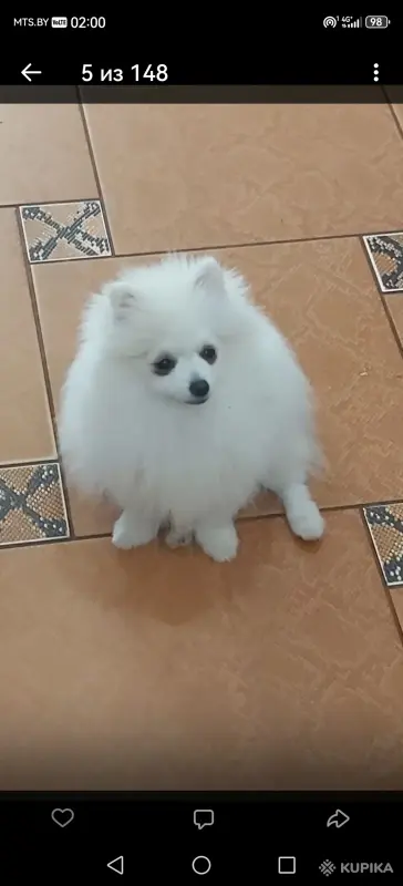 Померанский шпиц. Доставка. - Вся Беларусь - 244363 - Доска объявлений Kupika.by - Фото 2