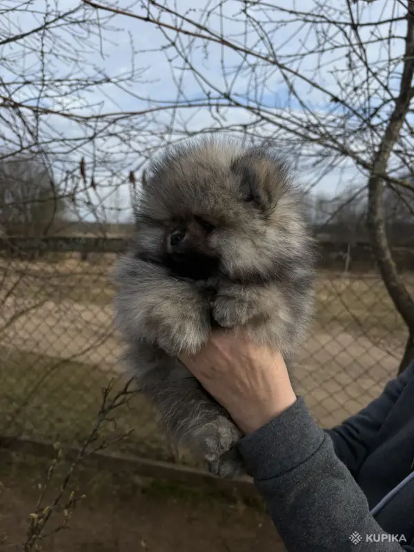 Шпиц, щенки шпица