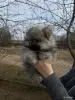 Шпиц, щенки шпица - Вся Беларусь - 242467 - Доска объявлений Kupika.by