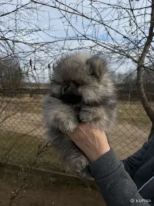 Шпиц, щенки шпица