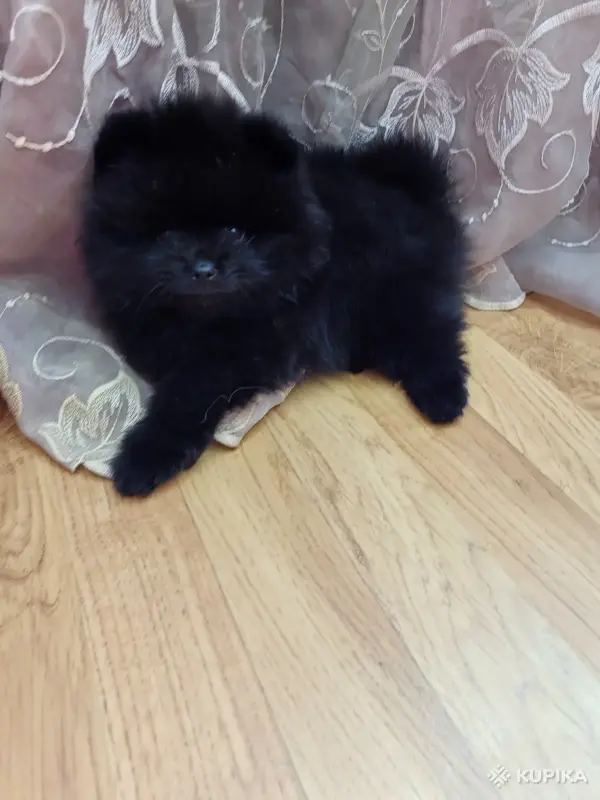Померанский шпиц- мальчик - Вся Беларусь - 242780 - Доска объявлений Kupika.by - Фото 3
