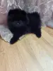 Померанский шпиц- мальчик - Вся Беларусь - 242780 - Доска объявлений Kupika.by - Фото 3