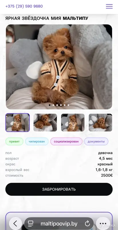 VIP качество мини микро мальтипу той пудель пушон - Вся Беларусь - 242931 - Доска объявлений Kupika.by - Фото 6