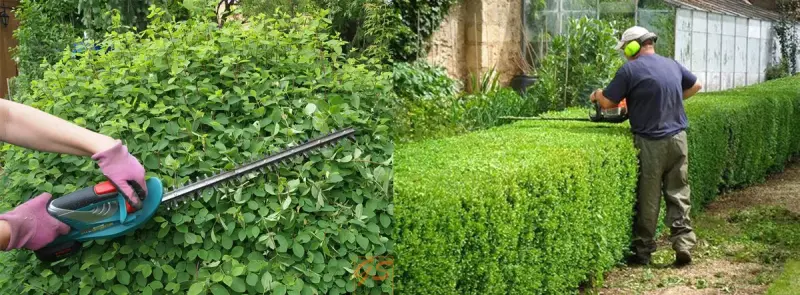 Стрижка туй