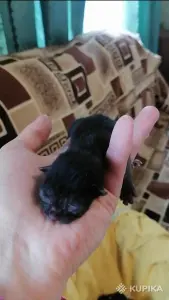 Черные и черно-белые котята ищут дом!