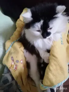 Черные и черно-белые котята ищут дом!