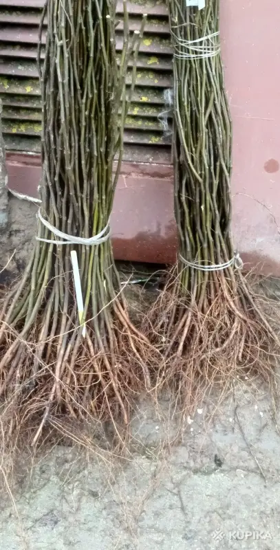 Подвой груши Айва S-1