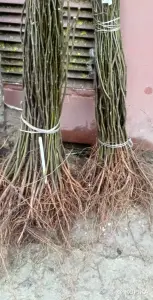 Подвой груши Айва S-1