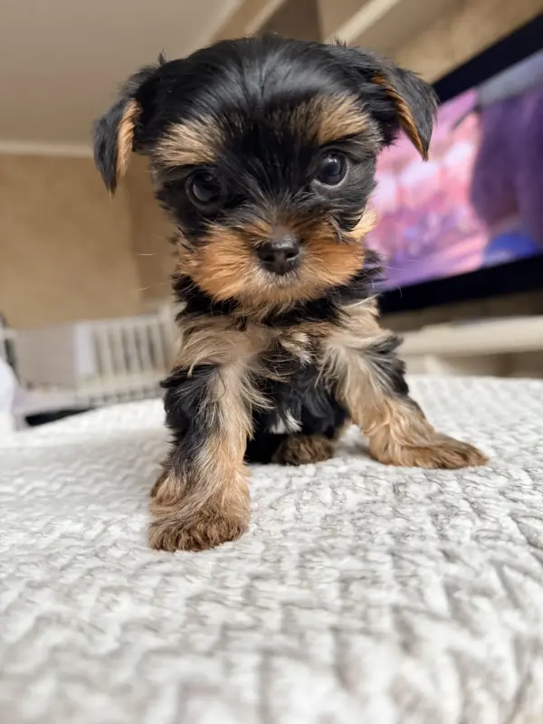 Щенки йоркширского терьер - Вся Беларусь - 242231 - Доска объявлений Kupika.by - Фото 2