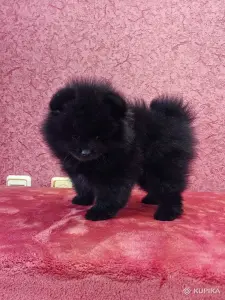 Щенок померанского шпица