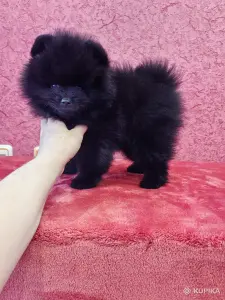 Щенок померанского шпица