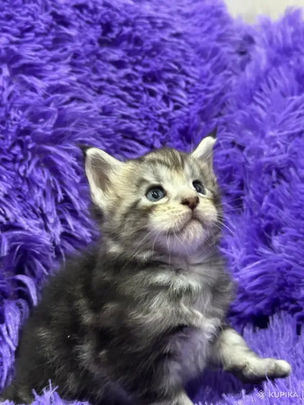 Мейн-Кун котята - Вся Беларусь - 243533 - Доска объявлений Kupika.by - Фото 14