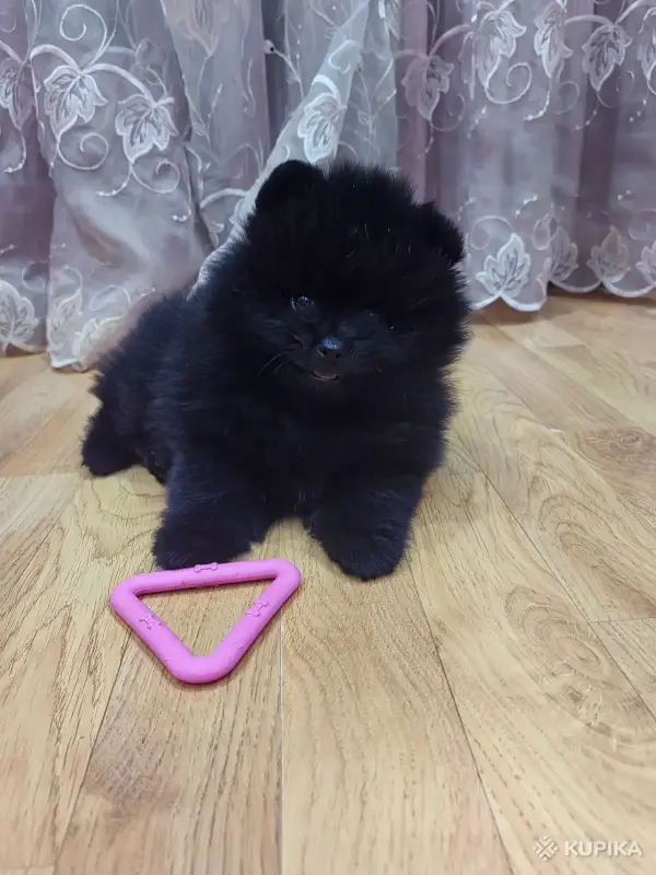 Мальчик померанский шпиц