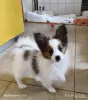 Щенки папильона - Вся Беларусь - 244891 - Доска объявлений Kupika.by - Фото 4