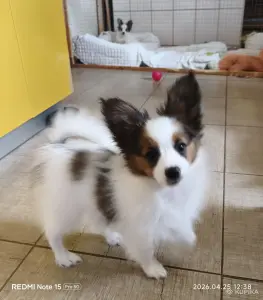 Щенки папильона