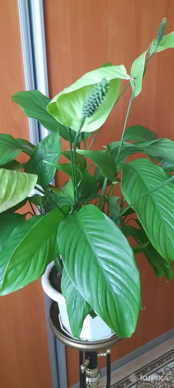 Спатифиллум или женское счастье - Вся Беларусь - 247148 - Доска объявлений Kupika.by - Фото 2