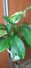 Спатифиллум или женское счастье - Вся Беларусь - 247148 - Доска объявлений Kupika.by - Фото 2