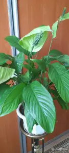 Спатифиллум или женское счастье