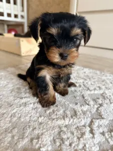 Щенки йоркширского терьер