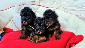 Той пудели. Мальчик и 2 девочки, чёрно-подпалые.