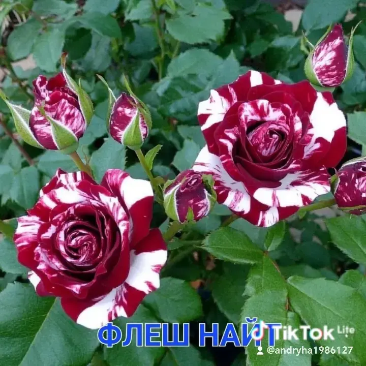 Саженцы роз - Вся Беларусь - 242078 - Доска объявлений Kupika.by - Фото 8