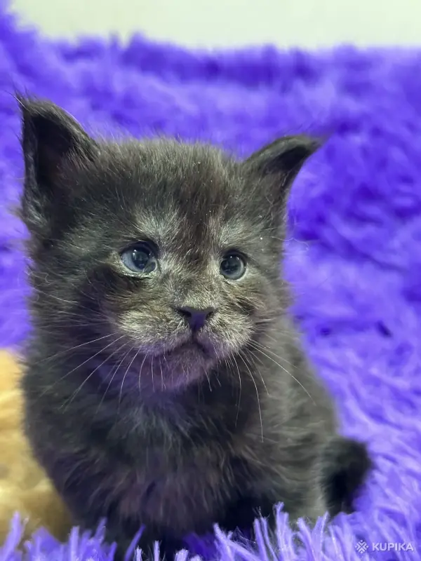 Мейн-Кун котята - Вся Беларусь - 243533 - Доска объявлений Kupika.by - Фото 6