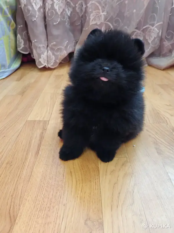 Померанский шпиц- мальчик - Вся Беларусь - 242780 - Доска объявлений Kupika.by - Фото 4