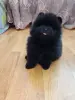 Померанский шпиц- мальчик - Вся Беларусь - 242780 - Доска объявлений Kupika.by - Фото 4