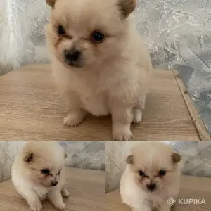 Щенки шпица