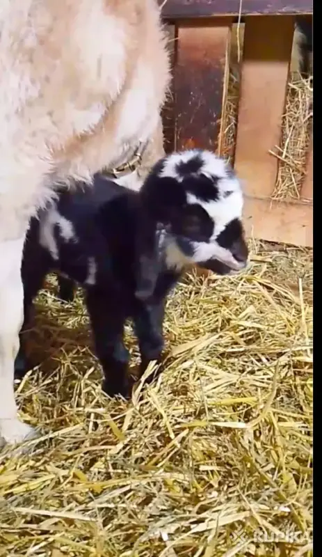 Продам англо нубийских козлят. - Вся Беларусь - 243775 - Доска объявлений Kupika.by - Фото 7