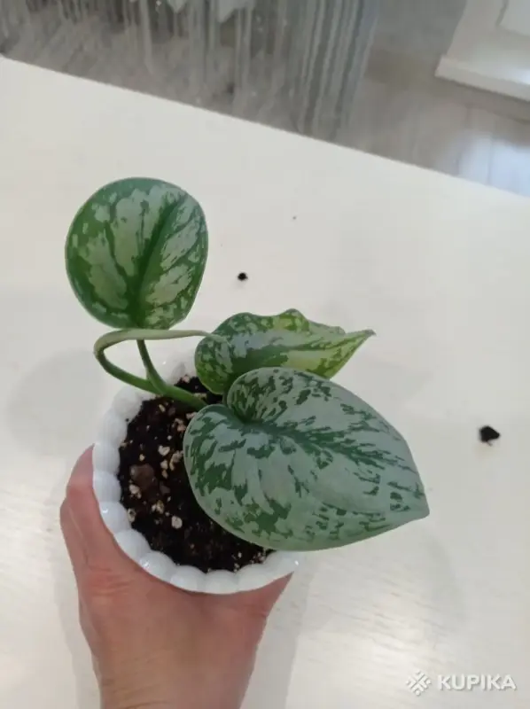 Сциндапсус пиктус Треби - Вся Беларусь - 243893 - Доска объявлений Kupika.by - Фото 4